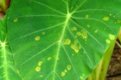 taro-cladosporium-leaf-spot_12638555175_o