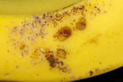 termites-injury-to-banana-fruit_8895865660_o