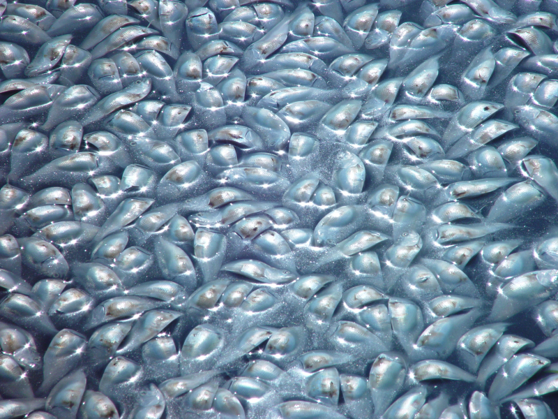 <p><b>Fig. 2.19.</b>&nbsp;(<strong>B</strong>) A close-up of fish in the fish kill.</p>