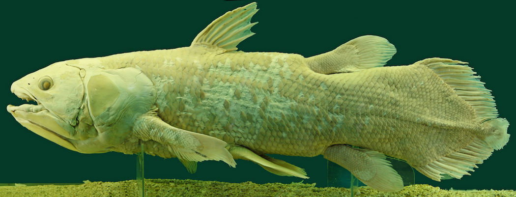 <p><strong>Fig. 1.10.1.</strong> Preserved specimen of West Indian ocean coelacanth (<em>Latimera chalumnae</em>), Vienna Natural History Museum, Austria</p>