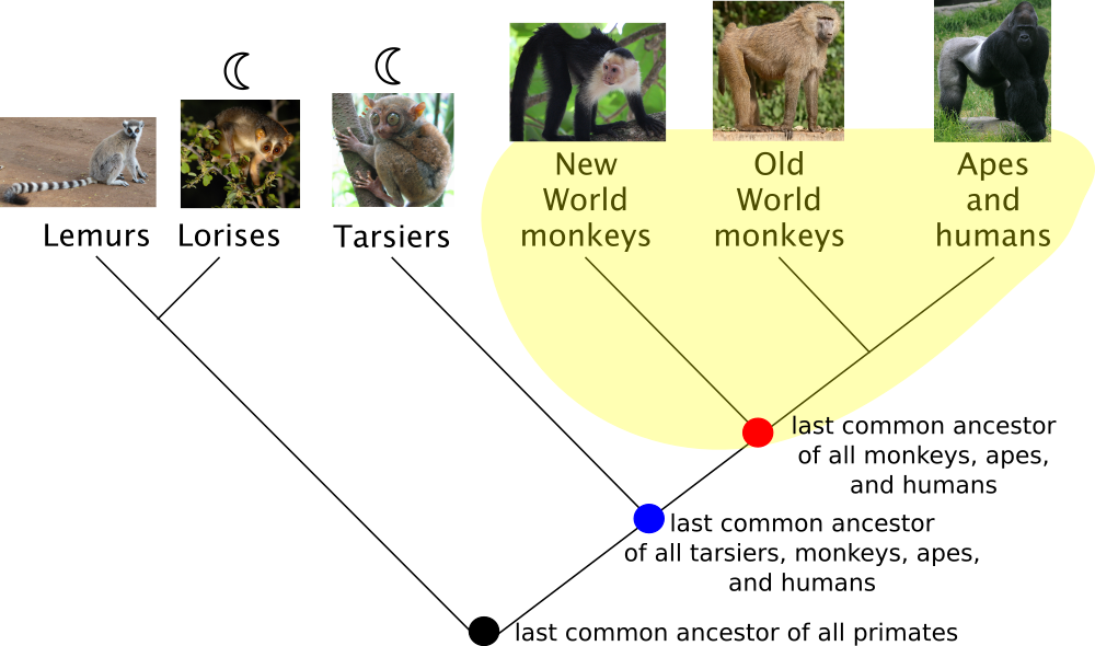 Taxonomic definition of ape