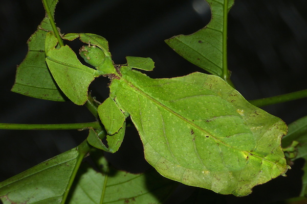 <p><strong>Fig. 1.2.</strong> (<strong>A</strong>) Giant leaf insect (<em>Phyllium giganteum</em>) rests on a green leaf in Malaysia.</p>