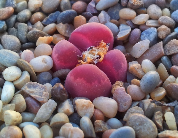 <p><strong>Fig. 1.2.</strong>&nbsp;(<strong>C</strong>) A “living stone” or pebble plant (<em>Lithops optica</em>) is seen among pebbles.</p>