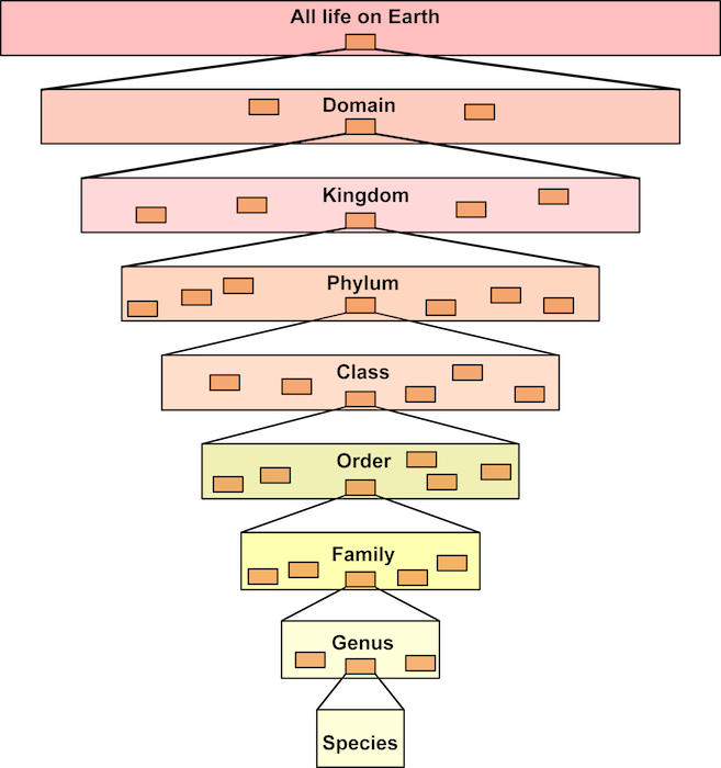 <p><strong>Fig. 1.9.</strong> This diagram illustrates the nested hierarchy used in modern biological classification.</p>