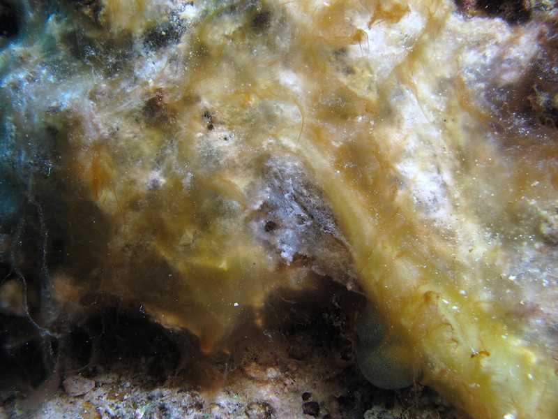 <p><strong>Fig. 2.25.</strong>&nbsp;(<strong>B</strong>) A cyanobacterial (blue-green algae) mat underwater in the Red Sea</p>