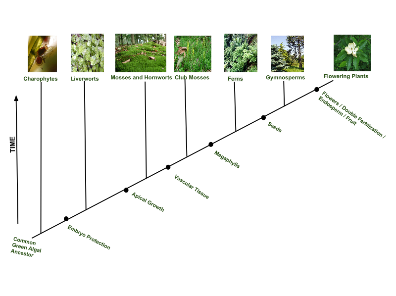 <p><strong>Fig. 2.30.</strong> Evolutionary history of plants</p>