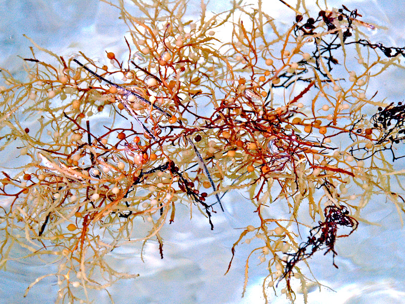 <p><strong>Fig. 2.33.</strong> (<strong>A</strong>) <em>Sargassum natans</em> is a brown alga with pneumatocyts (gas floats) that is often found floating in the ocean.</p>