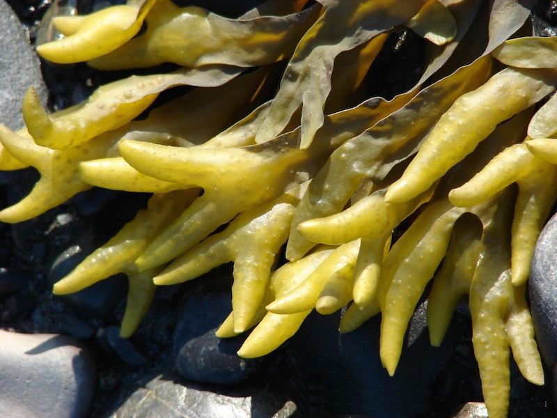 <p><strong>Fig. 2.33.</strong> (<strong>C</strong>) Brown algae from the genus <em>Fucus</em></p>