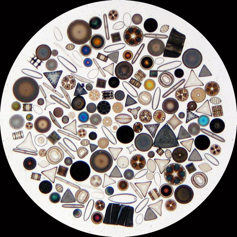 <p><strong>Fig. 2.34.</strong> (<strong>A</strong>) Diatoms are small, silicon rich phytoplankton found throughout the world in a wide variety of shapes and patterns.</p>
