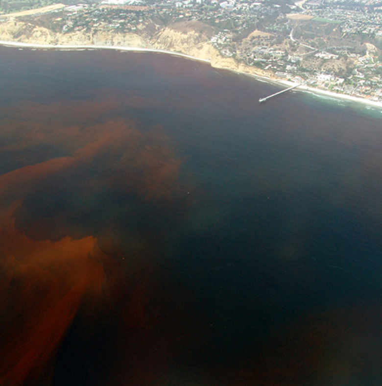<p><strong>Fig. 2.37.</strong> (<strong>A</strong>) A red tide is seen off the coast of La Jolla, California.</p>