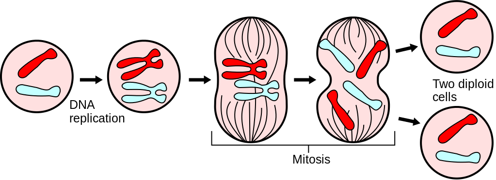 <p><strong>Fig. 2.46.</strong> Major events in mitosis</p>