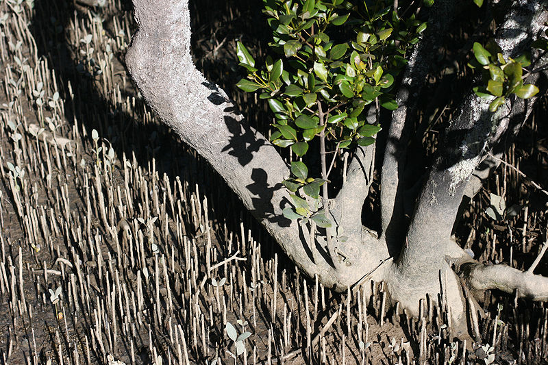 <p><strong>Fig. 2.49.</strong> Pneumatophores produced by a grey mangrove tree (<em>Avicennia marina</em>) displaying negative gravitropism by growing upward, Bay of Islands, New Zealand</p>