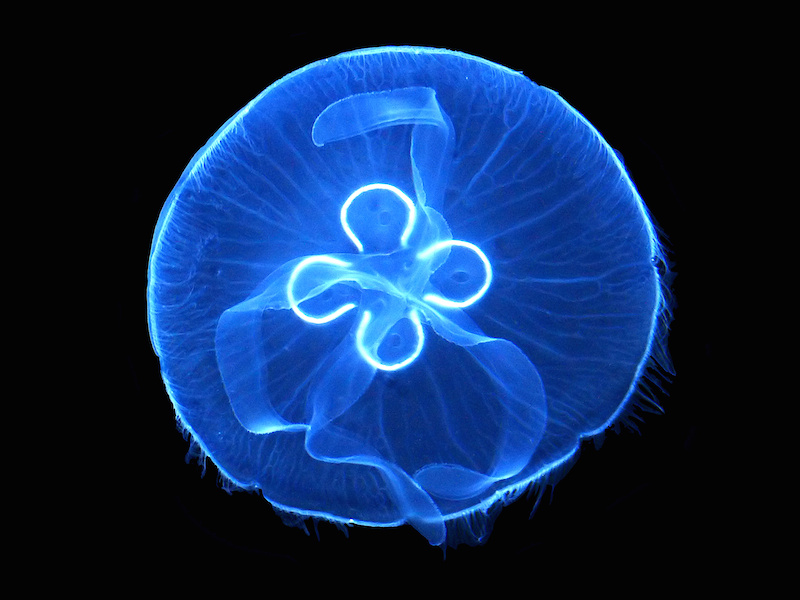 <p><strong>Fig. 3.10.</strong>&nbsp;(<strong>C</strong>) Moon jellyfish (<em>Aurelia aurita</em>; phylum Cnidaria)</p>