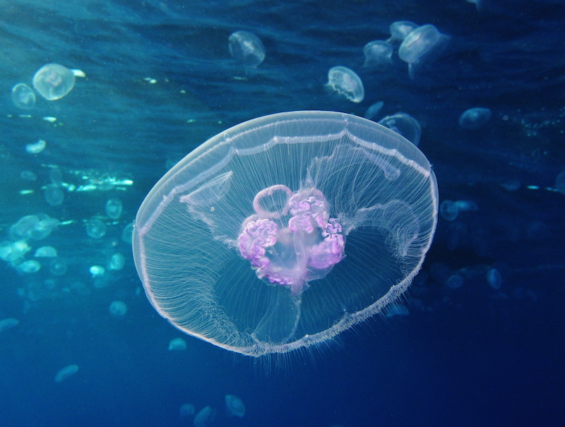 <p><strong>Fig. 3.11.</strong> Oral or mouth side of a moon jellyfish (<em>Aurelia aurita</em>) with radial symmetry</p>