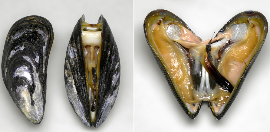 <p><strong>Fig. 3.12.</strong> (<strong>B</strong>) Blue mussel (<em>Mytilus edulis</em>)</p>