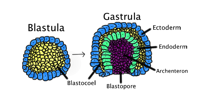 <p><strong>Fig. 3.15.</strong> Gastrulation is the phase of embryonic development where three germ layers specialize and reorganize.</p>