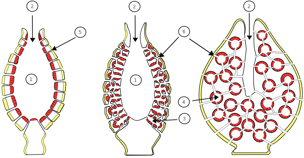 <p><strong>Fig. 3.19.</strong> Anatomy of three different simple, vase-like sponges showing (1) spongocoel (2) osculum (3) radial canal (4) flagellated chamber (5) incurrent pore and (6) incurrent chanel.</p>