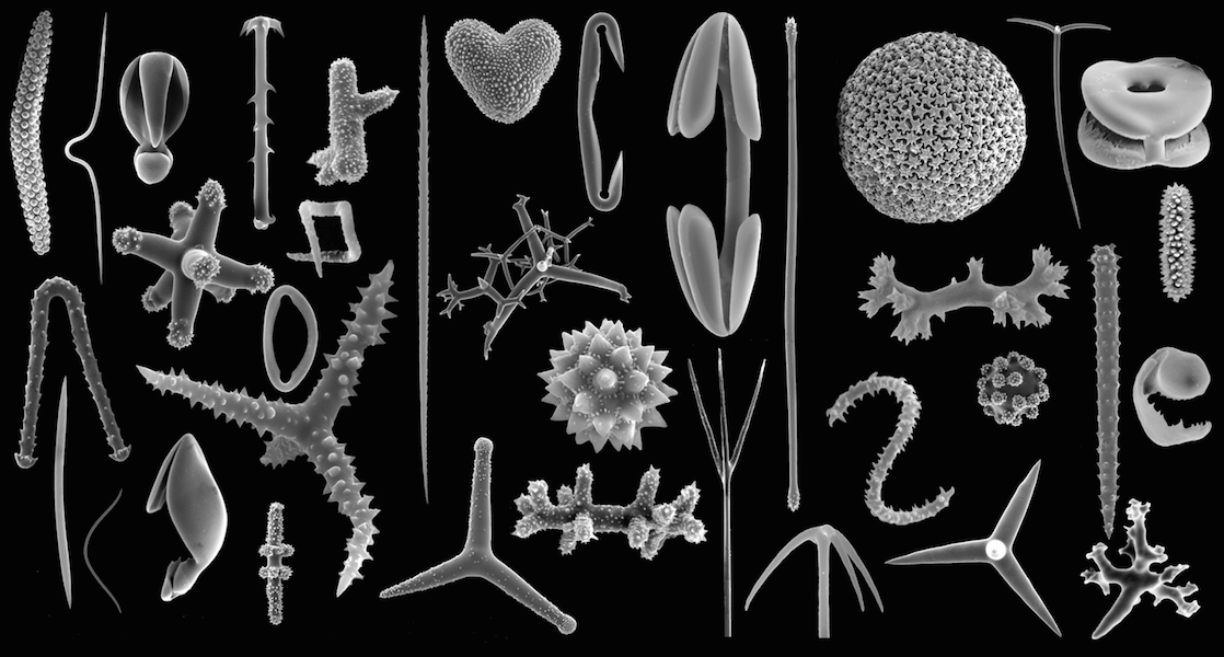 <p><strong>Fig. 3.21.</strong> (<strong>A</strong>) Scanning electron microscope (SEM) images illustrating the wide diversity of sponge spicule shapes</p>