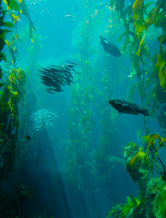 <p><strong>Fig. 3.24.</strong> (<strong>B</strong>) Kelp forest, Monterey, California</p>