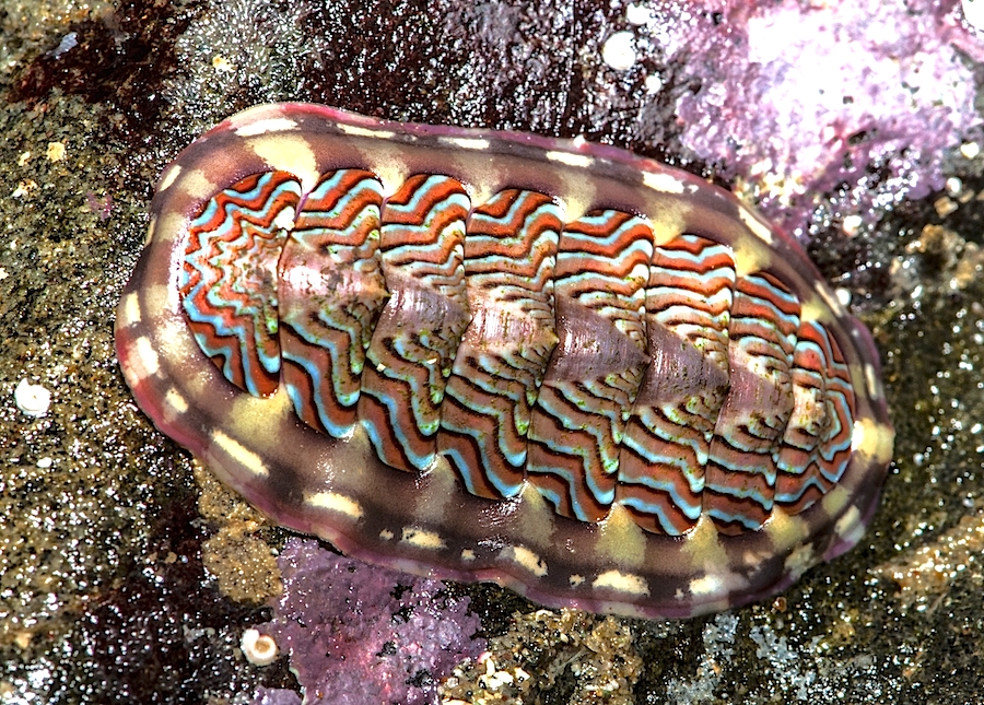<p><strong>Fig. 3.51.</strong> (<strong>A</strong>) Loki’s lined chiton (<em>Tonicella lokii</em>; class Polyplacophora)</p>