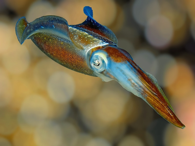 <p><strong>Fig. 3.65.</strong> (<strong>A</strong>) Caribbean reef squid (<em>Sepioteuthis sepioidea</em>)</p>