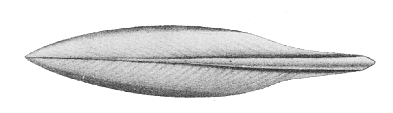 <p><strong>Fig. 3.68.</strong> The pen in a squid acts to keep the body rigid.</p>
