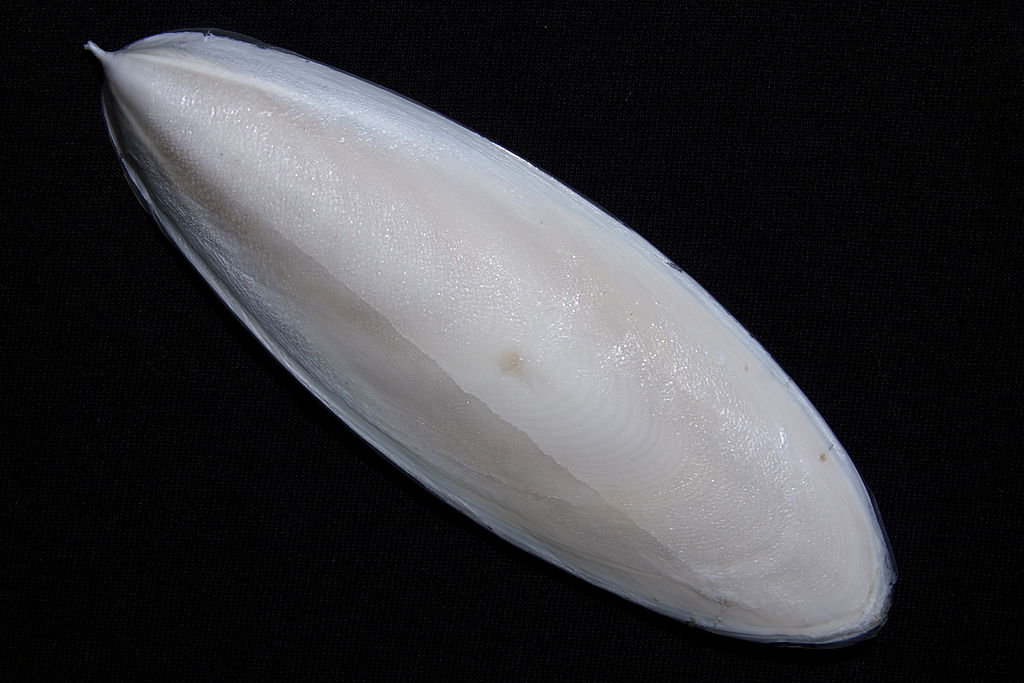 <p><strong>Fig. 3.69.</strong> (<strong>A</strong>) Dorsal view of a cuttlebone</p>