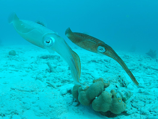 <p><strong>Fig. 3.71.</strong> (<strong>C</strong>) Two Caribbean reef squid (<em>Sepioteuthis sepioidea</em>) exhibiting chromatophore color changes</p>