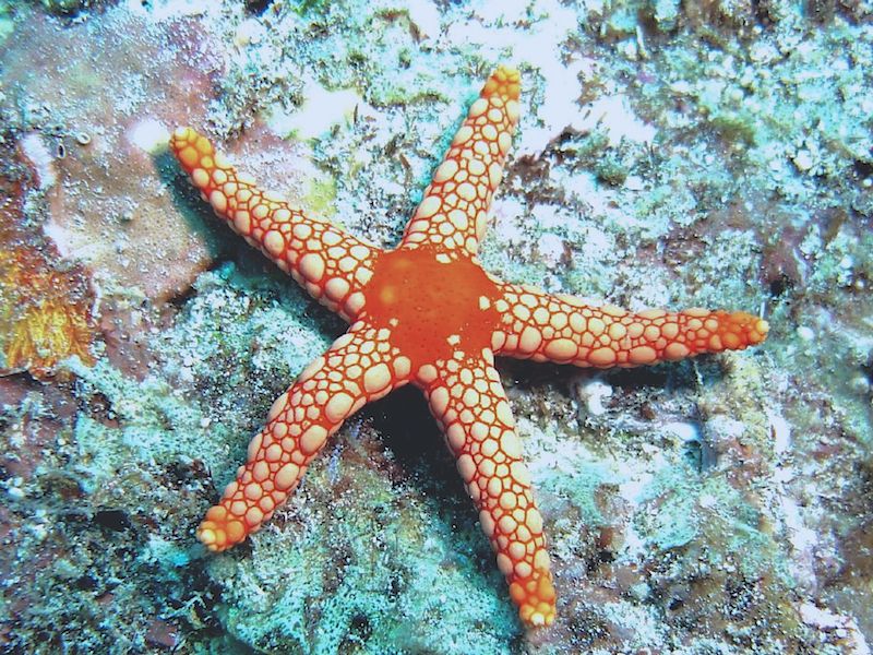 phylum echinodermata