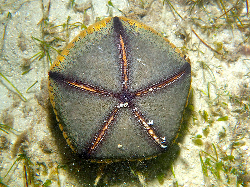<p><strong>Fig. 3.90.</strong> (<strong>D</strong>) Oral surface of a cushion star (<em>Culcita novaeguineae</em>) with ambulacral grooves visible</p>