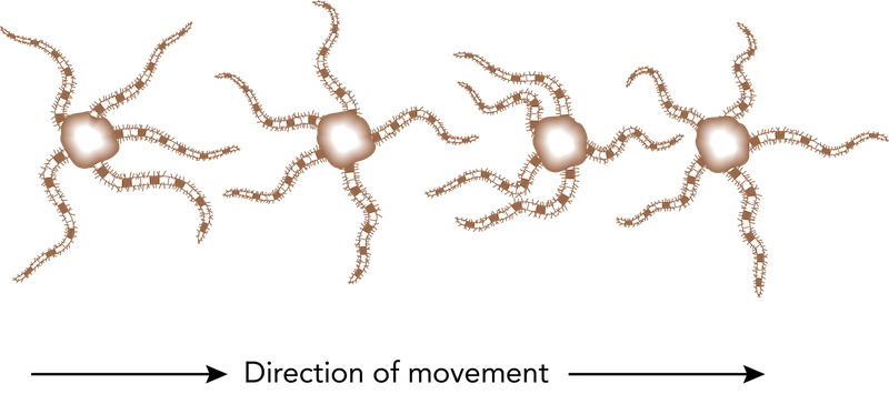 <p><strong>Fig. 3.93.</strong> Movement of a brittle star with one arm leading</p>