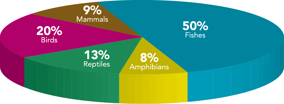 <p><strong><span style="font-size: 13.008px;">Fig. 4.4. </span></strong>Relative<span style="font-size: 13.008px;"> percentage of vertebrates. Approximately 50 percent of living vertebrates are fishes.</span></p>