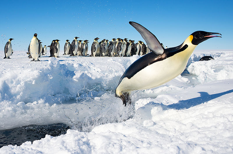 <p><strong>Fig. 5.1.</strong> Emperor penguin (<em>Aptenodytes forsteri</em>) jumping out of the water, Antarctica</p>