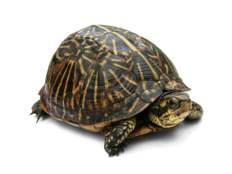 <p><strong>Fig. 5.21.</strong> (<strong>A</strong>) Florida box turtle (<em>Terrapene carolina bauri</em>)</p>
