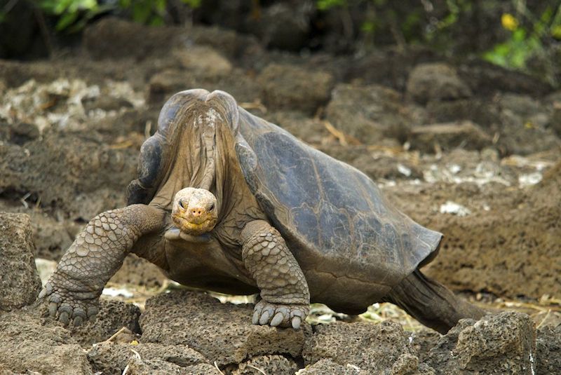 <p><strong>Fig. 5.23.</strong> (<strong>A</strong>) A Galápagos Pinta Island tortoise (<em>Chelonoidis nigra abingdoni</em>) named Lonesome George was the last member of his species when he died in 2012.</p>