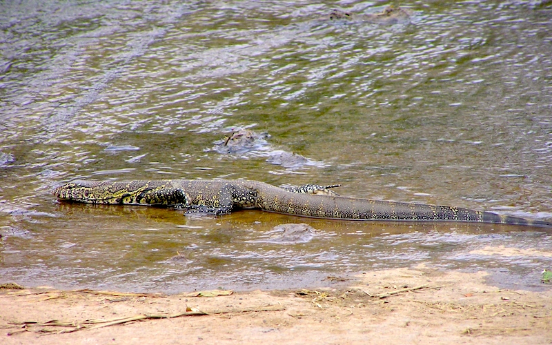 <p><strong>Fig. 5.26.</strong> (<strong>C</strong>) The Nile monitor (<em>Varanus niloticus</em>) is a large swimming lizard found near rivers throughout sub-Saharan Africa.</p>