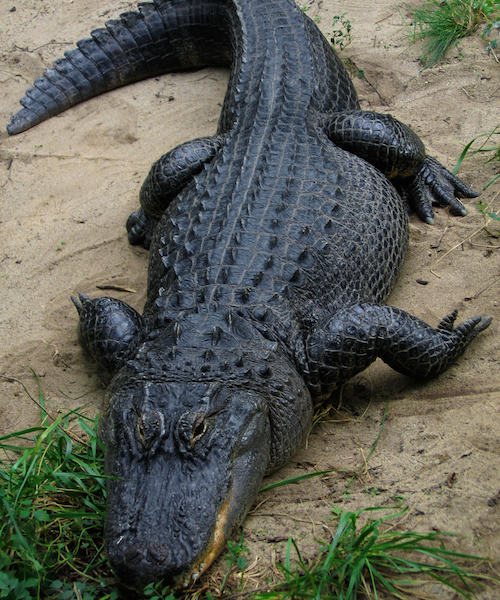 <p><strong>Fig. 5.27.</strong> (<strong>A</strong>) American alligator (<em>Alligator mississippiensis</em>)</p>
