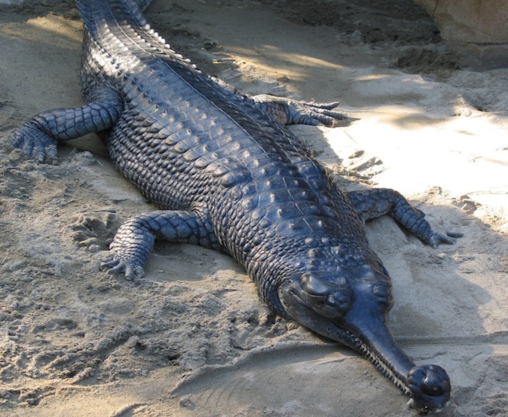 <p><strong>Fig. 5.27.</strong>&nbsp;(<strong>D</strong>) Gharial or gavial (<em>Gavialis gangeticus</em>)</p>