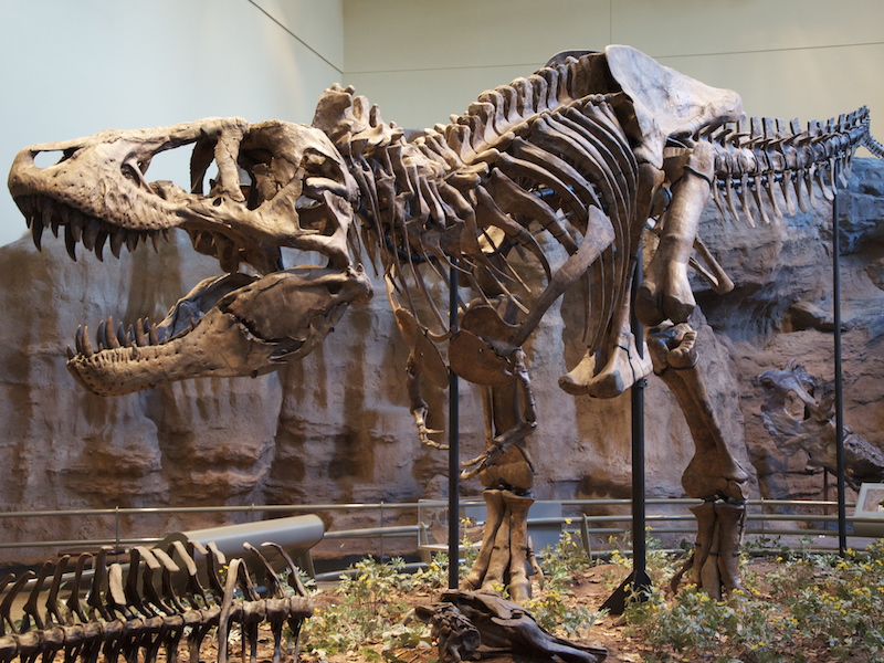 <p><strong>Fig. 5.28.</strong>&nbsp;(<strong>B</strong>) Replica fossil skeleton of <em>Tyrannosaurus rex</em>, a dinosaur</p>