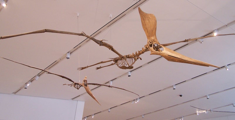 <p><strong>Fig. 5.28.</strong>&nbsp;(<strong>C</strong>) Replica fossil skeletons of <em>Geosternbergia</em> sp., a flying pterosaur related to dinosaurs</p>