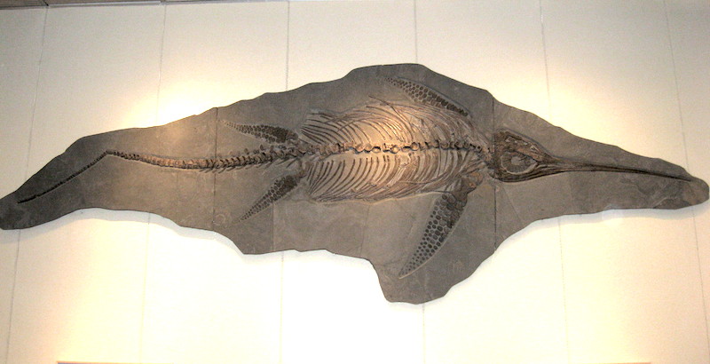 <p><strong>Fig. 5.28.</strong>&nbsp;(<strong>D</strong>) Fossil skeleton of <em>Eurhinosaurus</em> sp., a 6.4 m long swimming ichthyosaur related to dinosaurs</p>
