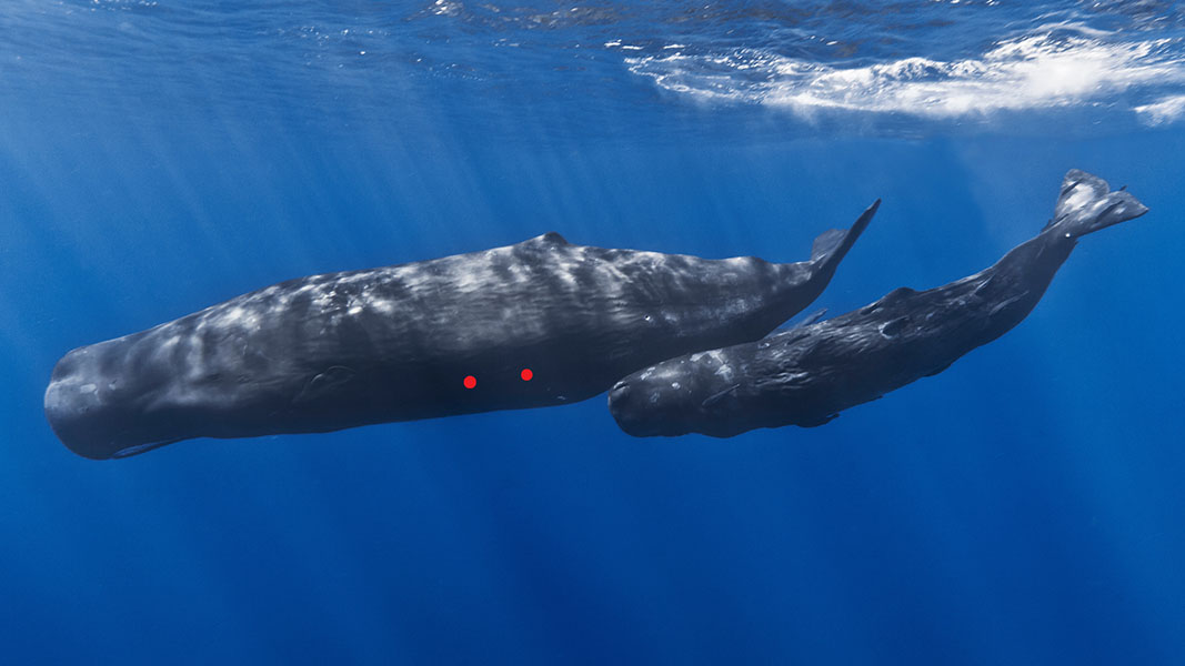 <p><strong>Fig. 6.16.</strong> (<strong>A</strong>) Sperm whale (<em>Physeter macrocephalus</em>) mother and calf underwater side view with red dot marks 50 centimeters apart</p>