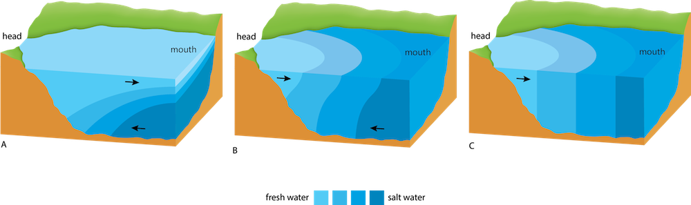 <p><strong>Fig. 2.25.</strong> Vertical salinity profiles for three types of estuaries (A) salt-wedge, (B) slightly stratified, and (C) vertically mixed.</p>