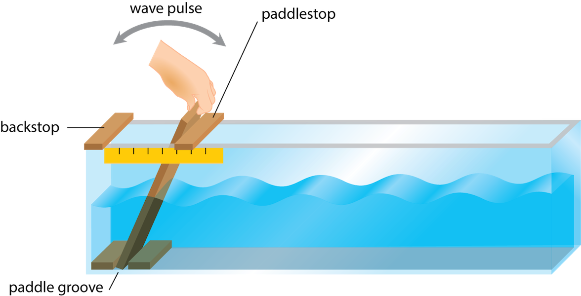 <p><strong>Fig. 4.21.</strong> Wave tank set up for observing orbital wave motion. (This image is not to scale; the paddle, paddlestop, and ruler have been enlarged relative to the size of the tank.)</p>