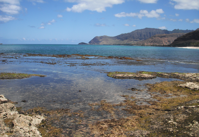 <p><strong>Fig. 6.1.</strong> (<strong>B</strong>) Low tide at&nbsp;Ma‘ili Point</p>