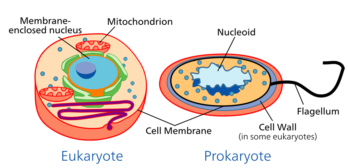 <p><strong>Fig. 7.10.</strong> Comparison of prokaryotic and eukaryotic cells (not to scale)</p>