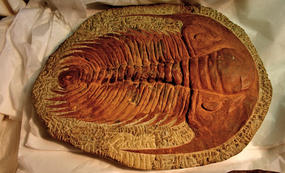 <p><strong>Fig. 7.11.</strong>&nbsp;(<strong>C</strong>) Fossilized <em>Paradoxides</em> trilobite, a diverse group of marine arthropods that went extinct at the end of the Paleozoic era.</p>