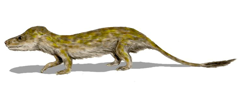 <p><strong>Fig. 7.13.</strong>&nbsp;(<strong>B</strong>) Artist sketch of <em>Oligokyphus</em>, an extinct primitive mammal that lived during the mid-Mesozoic era.</p>