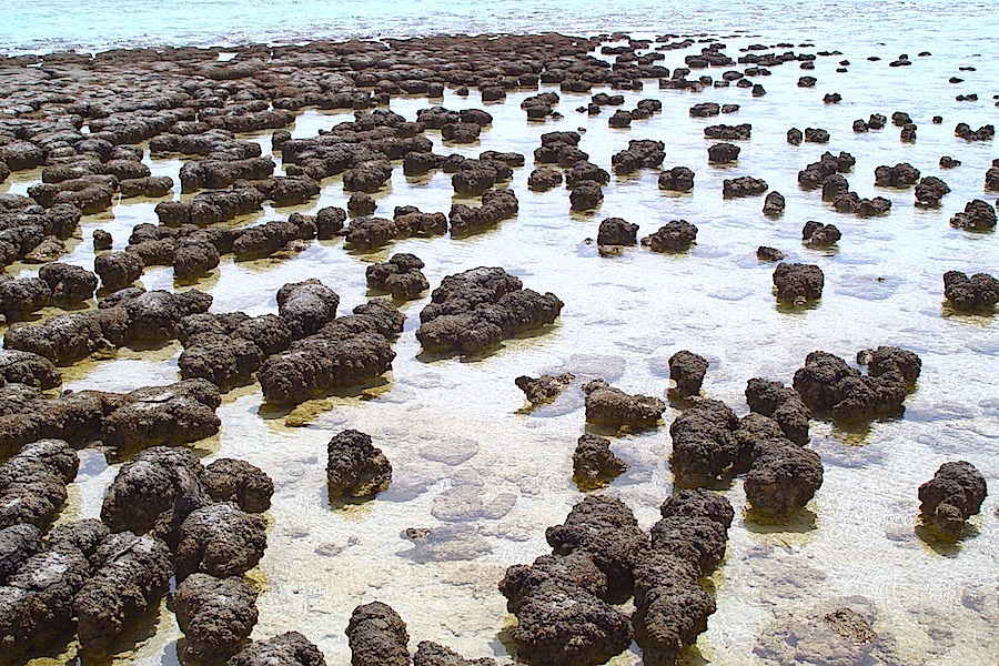 <p><strong>Fig. 7.8.</strong> (<strong>B</strong>) Stromatolites at Hamelin Pool Marine Nature Reserve, Shark Bay, Australia</p>