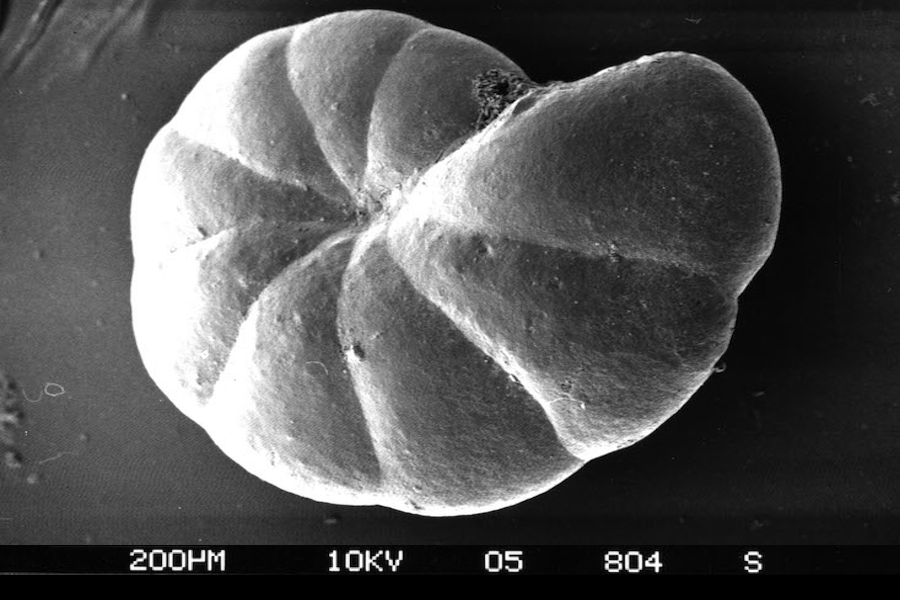 <p><strong>SF Fig. 7.11.</strong> (<strong>B</strong>) Single-celled foraminiferan shell with scale bar indicating 0.2 mm</p>